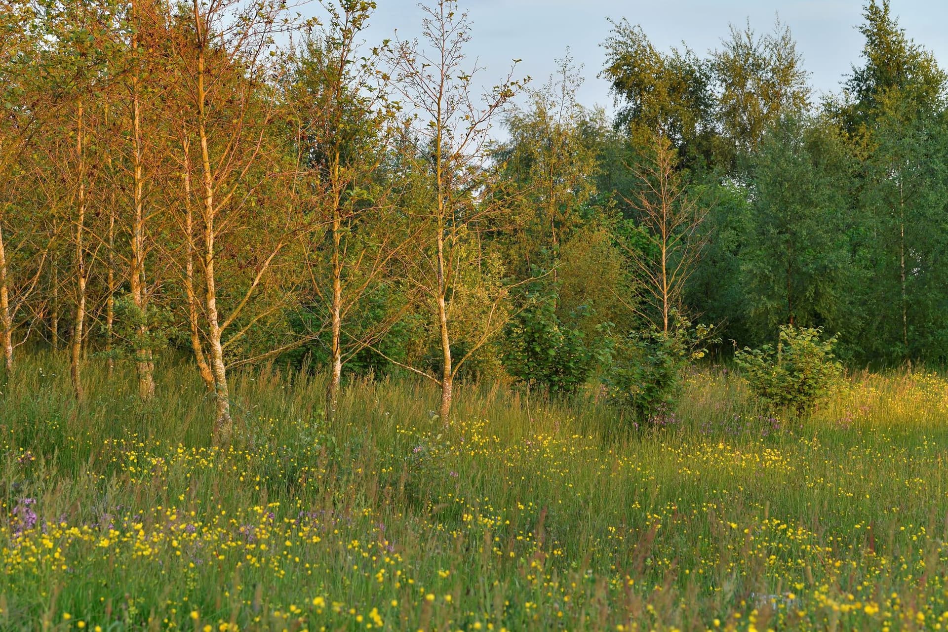 Pioneering Yorkshire charity launches community nature project