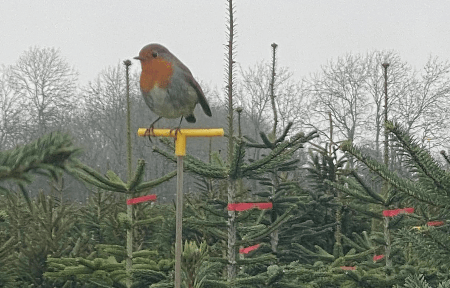 Incredible conservation benefits of real Christmas trees discovered by survey
